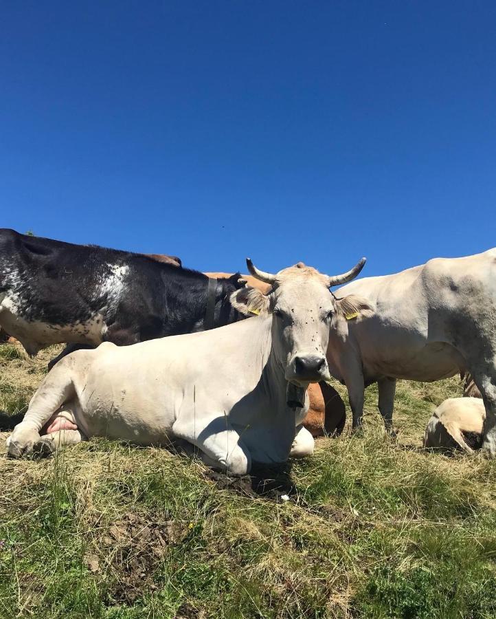 Ferienwohnung Morgentau Am Rande Der Wildnis Sibratsgfäll Esterno foto